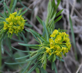 In the wild, grows and blooms Euphorbia virgata