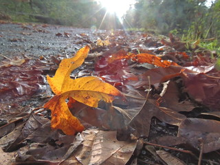 autumn leaves on ground