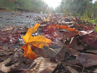 autumn leaves on road