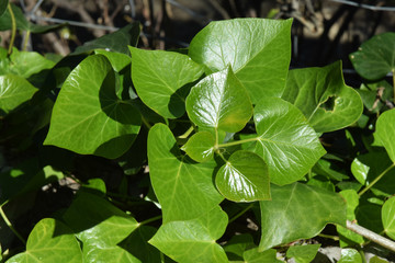 Jeunes feuilles de lierre, vert tendre