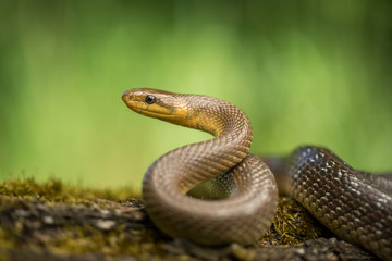 Aesculapian snake Zamenis longissimus in Czech Republic
