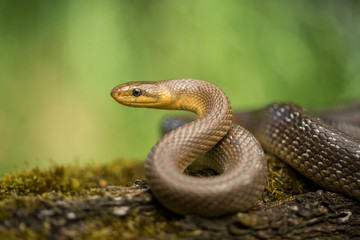 Aesculapian snake Zamenis longissimus in Czech Republic