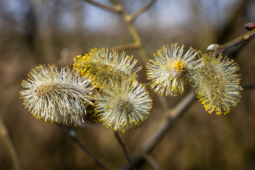 Live oaks produce male flowers called catkins that bloom in hanging clusters