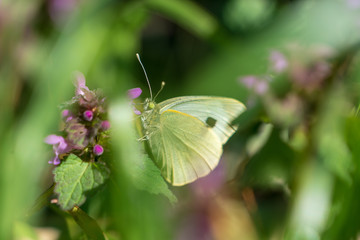Schmetterling in einer Wiese
