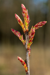 Knospe kurz vor der Blüte