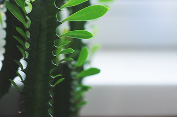 Euphorbia trigona is perennial succulent plant