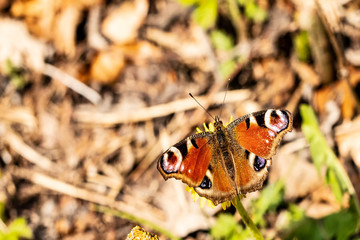 Butterflys