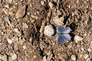 Butterflys