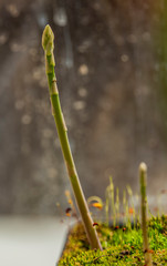 Asparagus plant in pot in spring sunny day after window