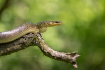 Naklejka na ściany i meble Aesculapian snake Zamenis longissimus in Czech Republic