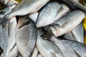 Fresh fish in the market. Gilthead seabream.