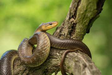 Aesculapian snake Zamenis longissimus in Czech Republic