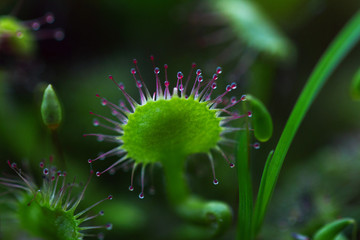 sundew greens with drops