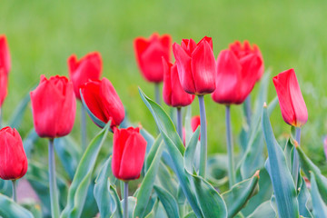 Fototapeta premium beautiful red tulips in the city park