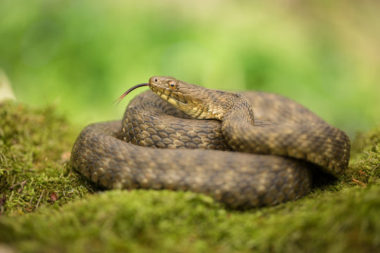 Dice snake Natrix tessellata in Czech Republic