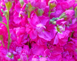 vibrant violets close up top view, natural background