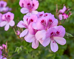 pink and violet colored pelargonium flowers close up in the garden