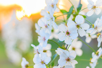 Fototapeta na wymiar cherry tree in bloom at sunrise