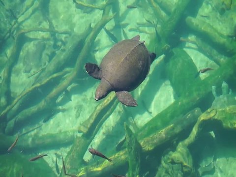 Turtle Swimming in Beautifully Serene Water