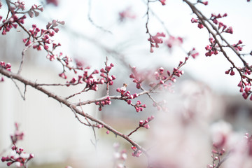 apricot flower bud on a tree branch branch with tree buds.