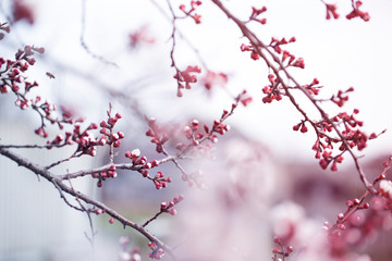 apricot flower bud on a tree branch branch with tree buds.