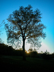 Tree at sunset