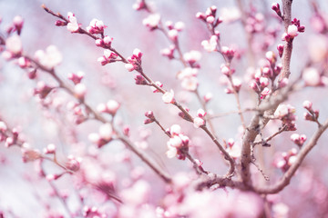 apricot flower bud on a tree branch branch with tree buds.