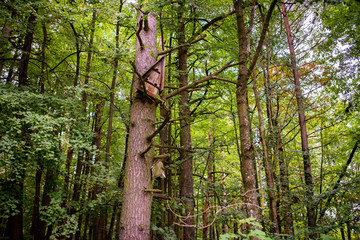 Okres lęgowy. Budka dla ptaków na drzewie w lesie © Szymon Gryko