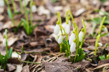 White snowdrops, the first spring flowers