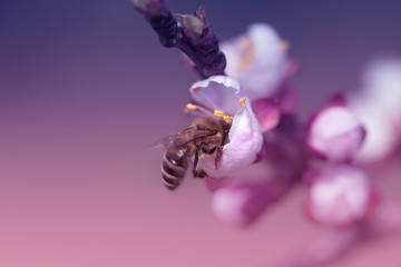Bee on apricot blossom.Honeybee collecting pollen at a white flower