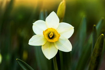 narcissus on green background