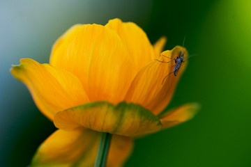 orange flower