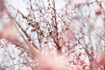 apricot flower bud on a tree branch branch with tree buds.