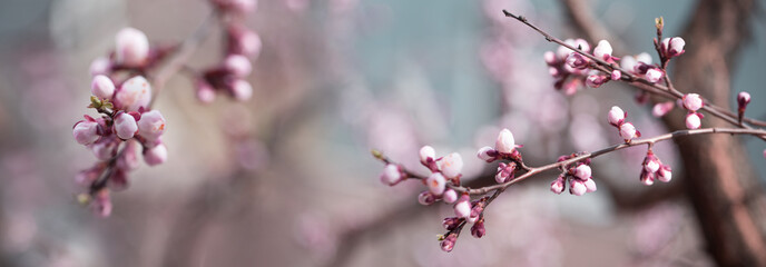 apricot flower bud on a tree branch branch with tree buds.