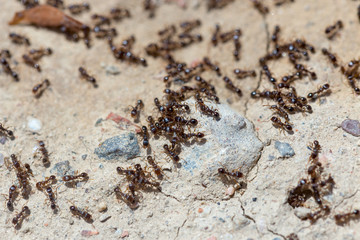 ants run to the anthill