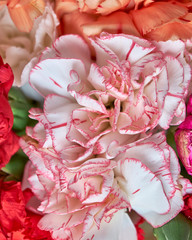 white pink carnation flowers isolated top view, colorful natural background