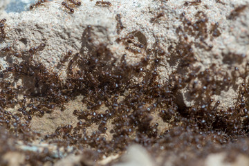 ants run to the anthill