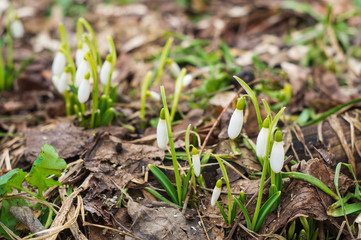 White snowdrops, the first spring flowers