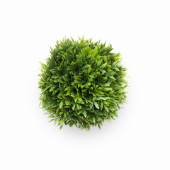 Obraz na płótnie Canvas Decorative green plant in flowerpot isolated on white