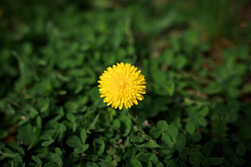 yellow dandelion among green clover