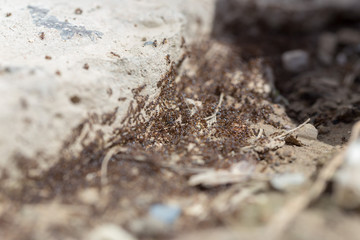 ants run to the anthill
