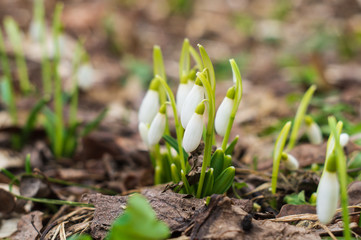 White snowdrops, the first spring flowers