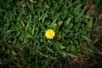 yellow dandelion among green clover