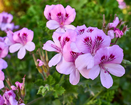 pink and violet colored pelargonium flowers close up in the garden
