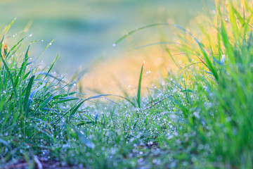 spring green grass and morning dew