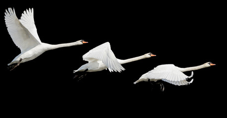 Fototapeta premium white swans fly isolated on black background