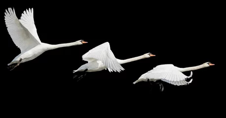 Foto op Aluminium white swans fly isolated on black background © drakuliren
