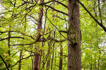 Okres lęgowy. Budka dla ptaków na drzewie w lesie