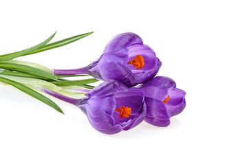 Crocus flowers isolated on white background