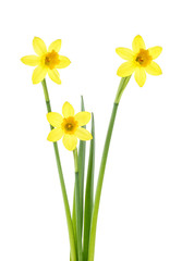 Beautiful fresh yellow narcissus flowers isolated over white background. Easter decoration.